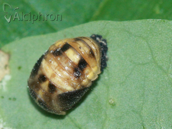 Propylea quatuordecimpunctata