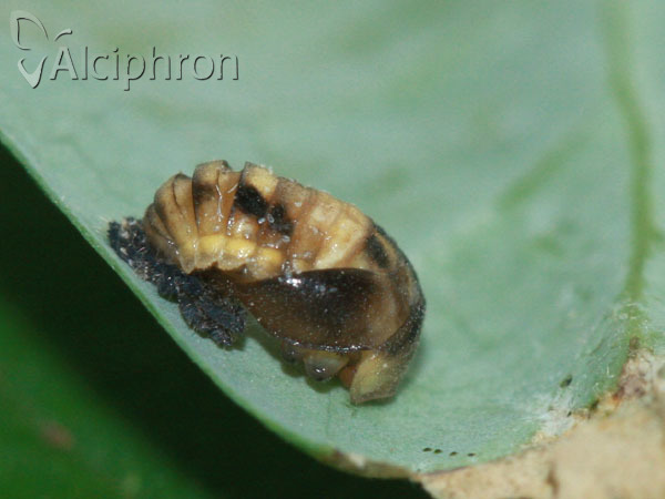 Propylea quatuordecimpunctata