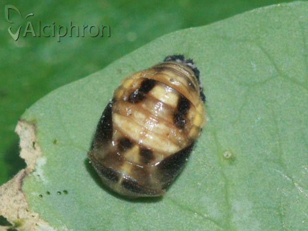 Propylea quatuordecimpunctata