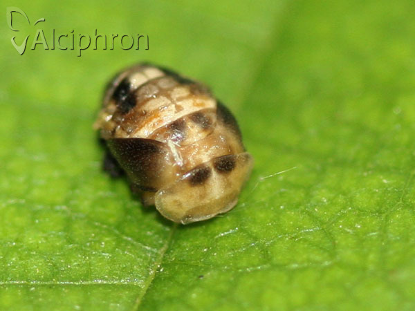Propylea quatuordecimpunctata