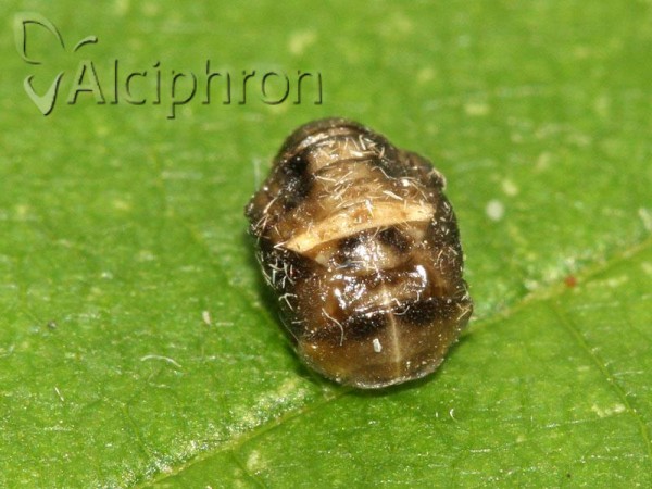 Propylea quatuordecimpunctata