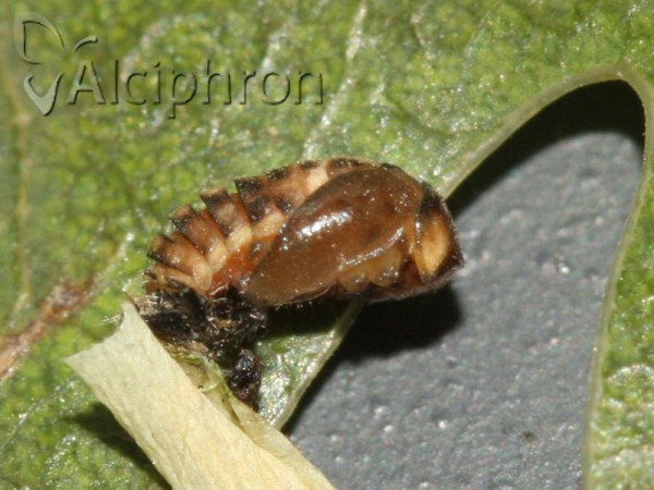 Oenopia conglobata