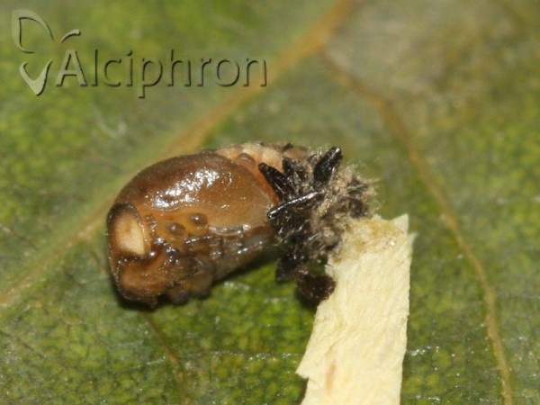 Oenopia conglobata