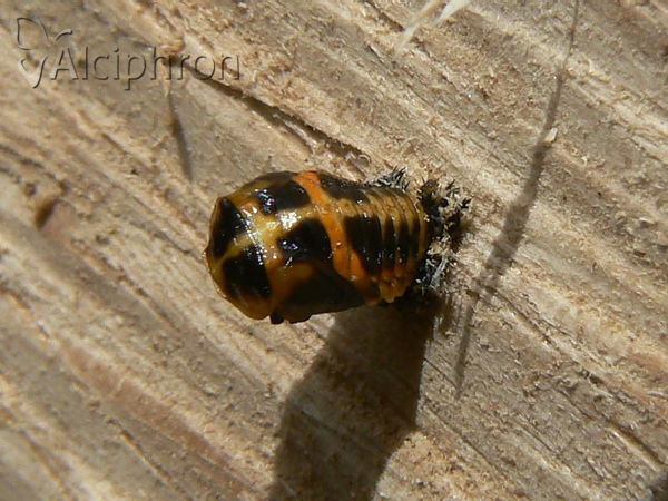 Harmonia axyridis