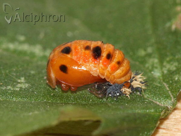 Harmonia axyridis