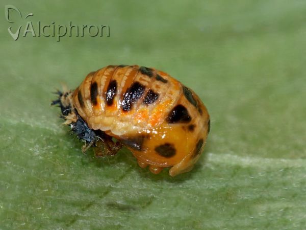 Harmonia axyridis