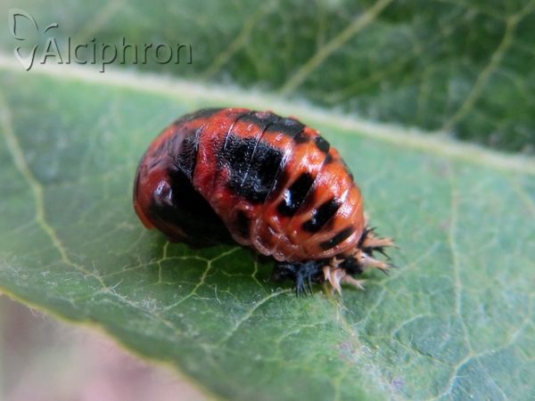 Harmonia axyridis