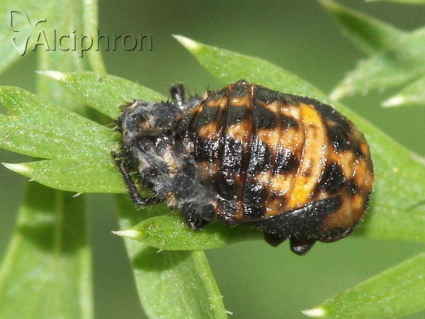 Hippodamia variegata