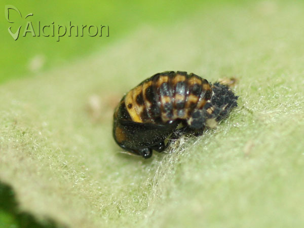 Hippodamia variegata