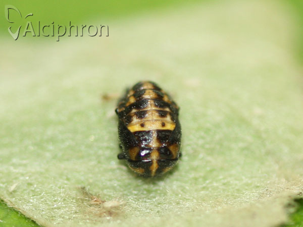 Hippodamia variegata