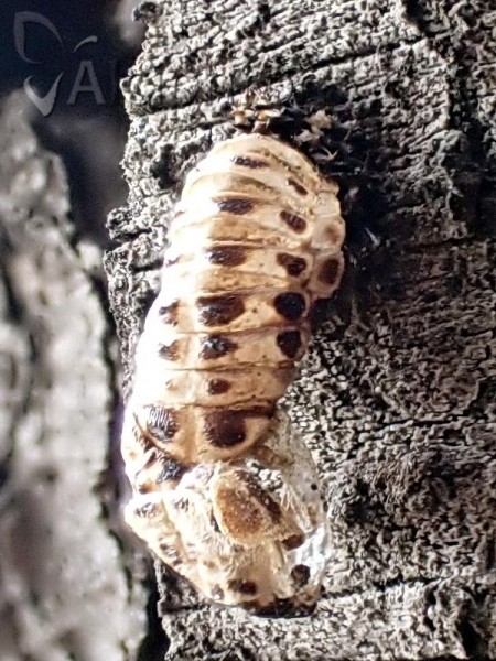 Harmonia quadripunctata