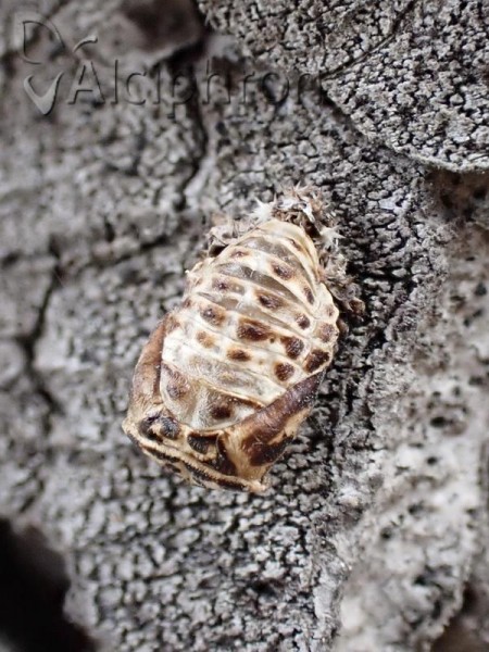 Harmonia quadripunctata