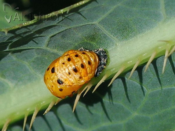 Coccinella septempunctata