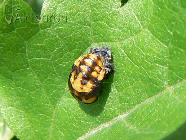 Coccinella septempunctata