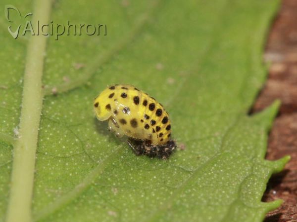 Psyllobora vigintiduopunctata