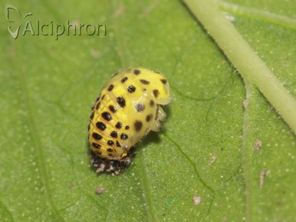 Psyllobora vigintiduopunctata