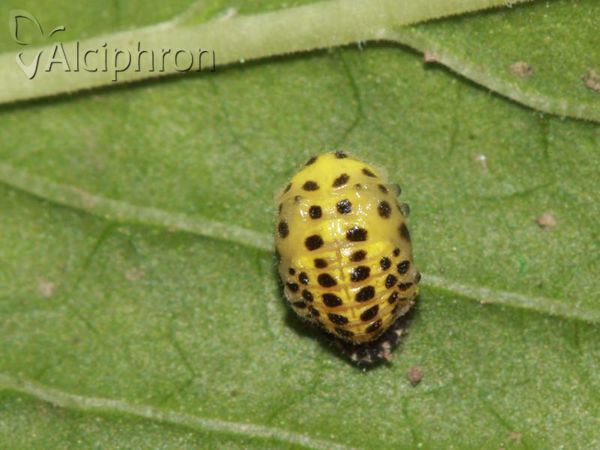 Psyllobora vigintiduopunctata