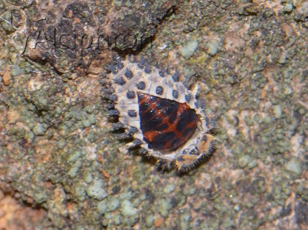 Exochomus quadripustulatus