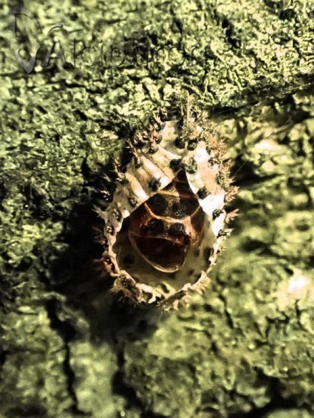 Exochomus quadripustulatus