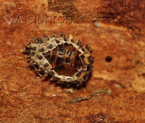 Exochomus quadripustulatus