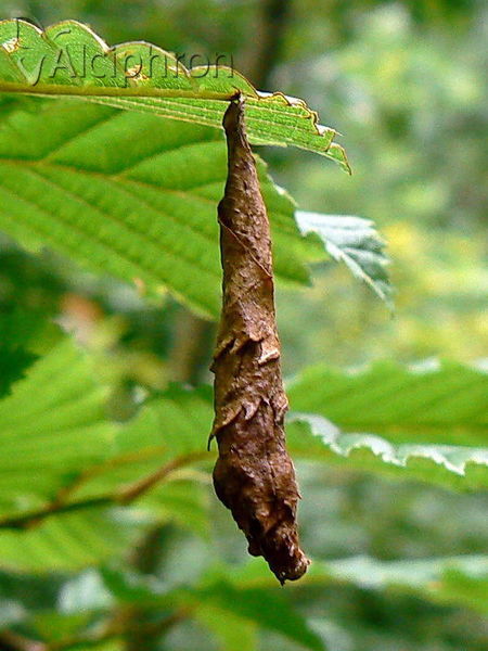 Byctiscus betulae