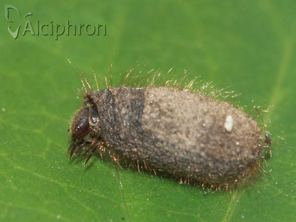 Labidostomis longimana
