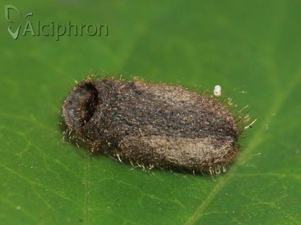 Labidostomis longimana