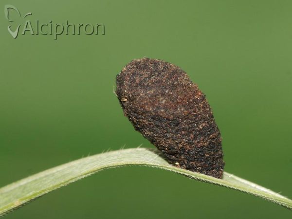 Cryptocephalus parvulus