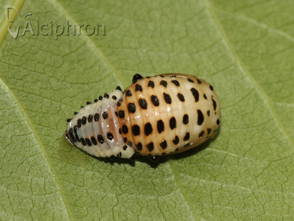 Chrysomela populi