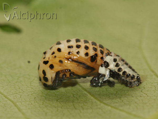 Chrysomela populi