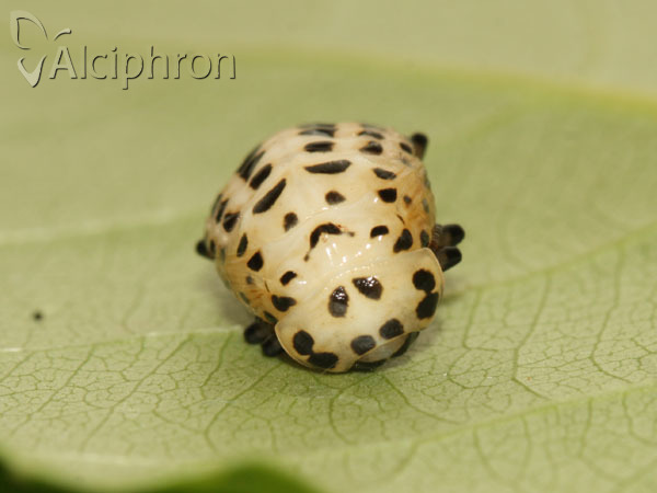 Chrysomela populi