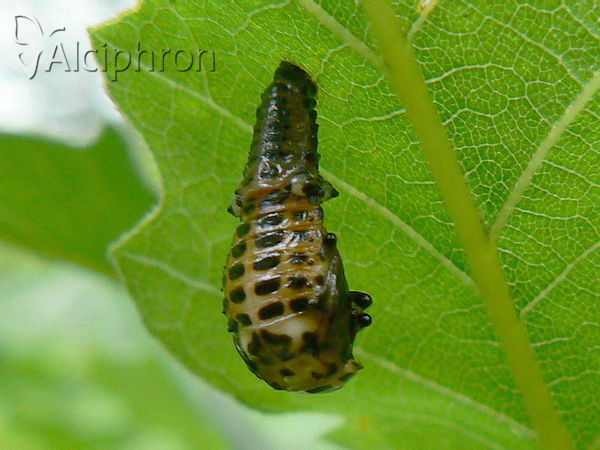 Chrysomela vigintipunctata