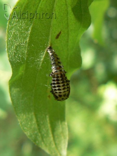 Chrysomela vigintipunctata