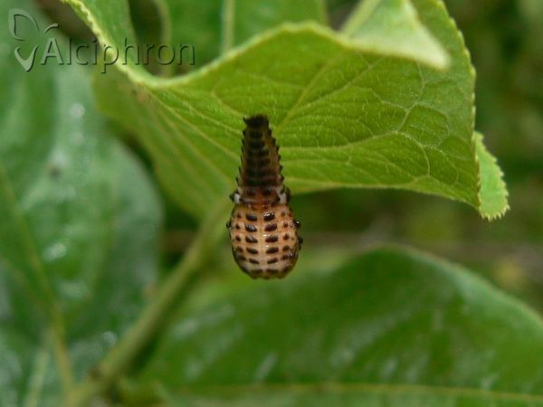 Chrysomela vigintipunctata