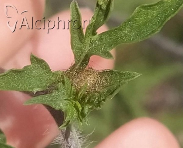 Ophraella communa