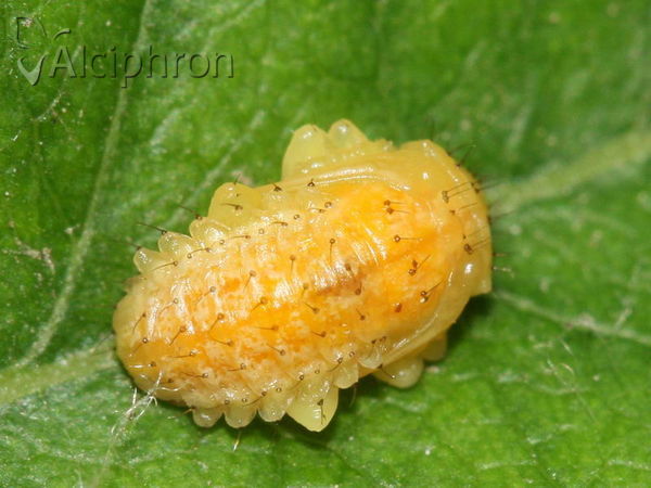 Xanthogaleruca luteola
