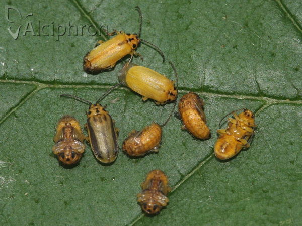 Xanthogaleruca luteola