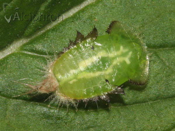 Cassida viridis