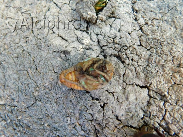 Cetonia aurata
