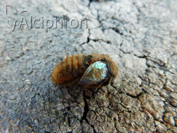 Cetonia aurata