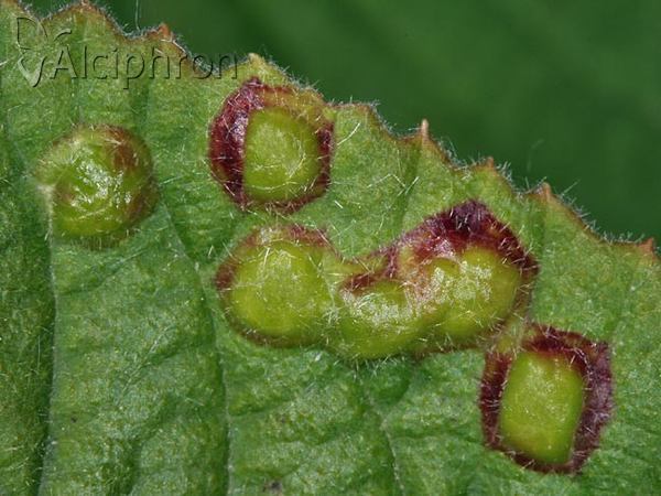 Sackenomyia reaumurii