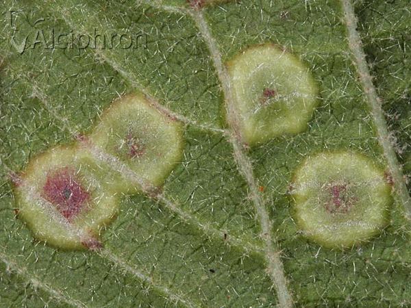 Sackenomyia reaumurii