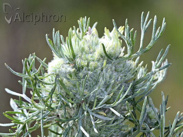 Rhopalomyia artemisiae