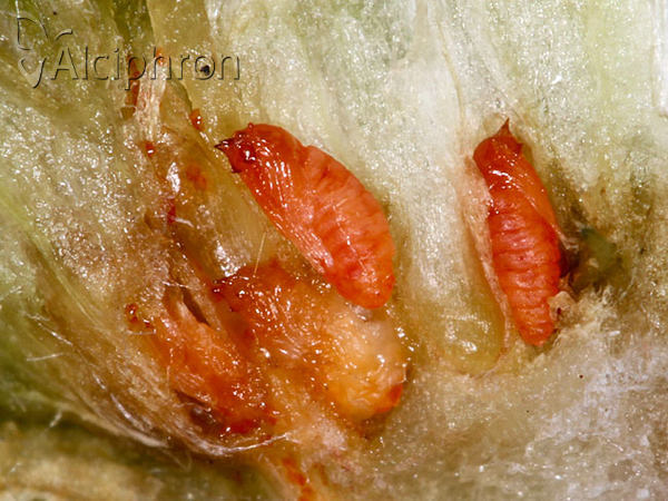 Rhopalomyia artemisiae