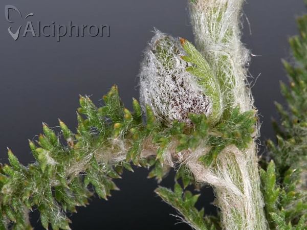 Rhopalomyia millefolii