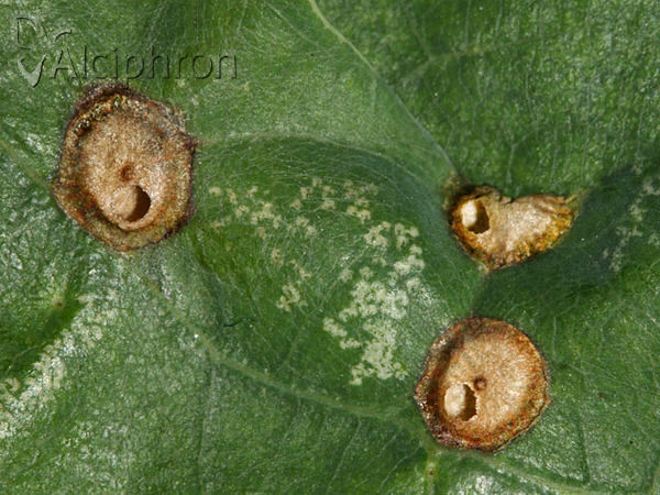 Polystepha malpighii