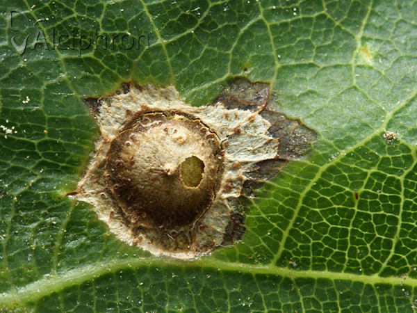 Polystepha malpighii