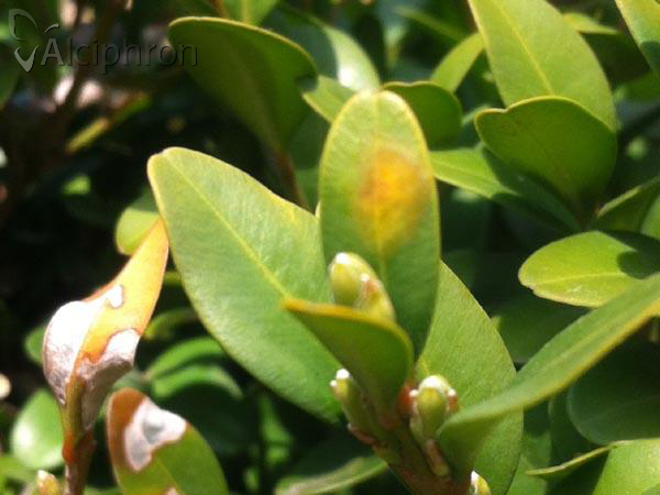 Monarthropalpus flavus