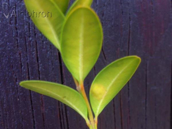 Monarthropalpus flavus