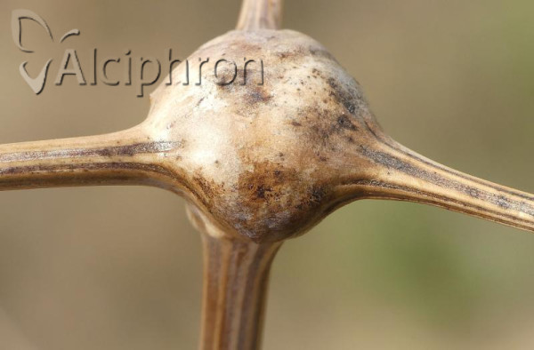 Lasioptera carophila